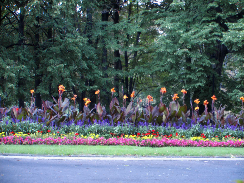 flowers in a warsaw park